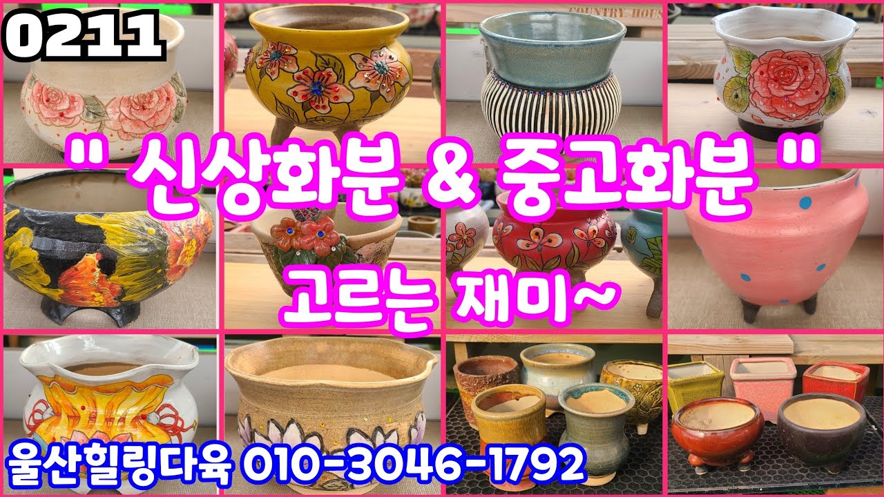 26년02월11일 #울산힐링다육 010-3046-1792 #다육판매 #화분판매 #지당은숙. 읍내꽃집. 로망. 이플. 홍.새화분 중고분 다양해요