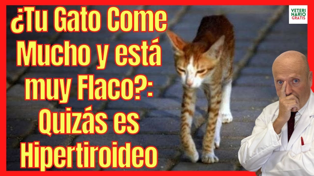 🆘 ¿QUE DEBE COMER UN GATO CON HIPERTIROIDISMO? 🆘 TRATAMIENTO NATURAL DEL HIPERTIROIDISMO EN GATOS