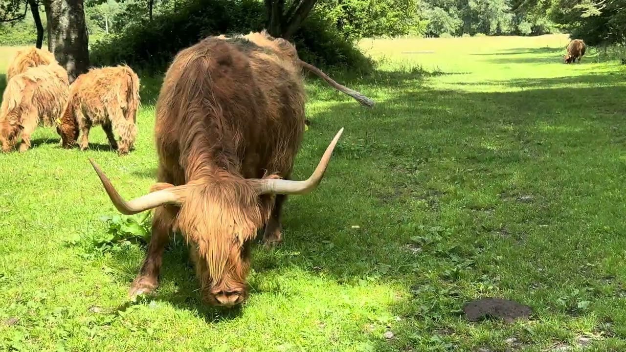 Cheddar reservoir in Somerset,England🏴󠁧󠁢󠁥󠁮󠁧󠁿 #bristol #cheddargorge #somerset #viral #river #summer