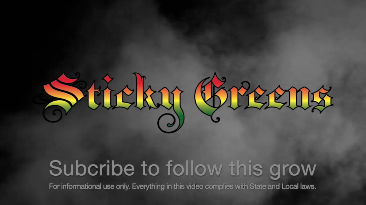 Sticky Greens Season 1 Episode 1