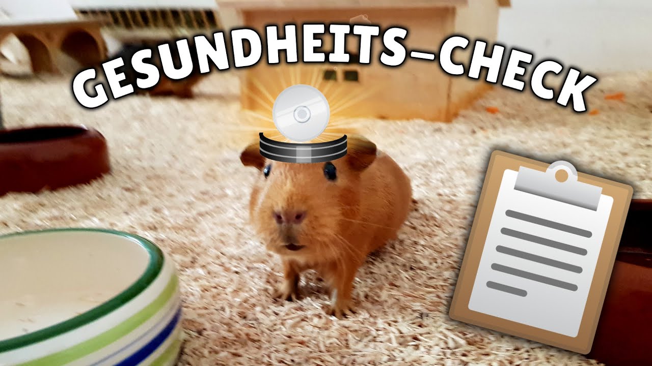 Gesundheits-Check bei Meerschweinchen 👩🏼‍⚕️