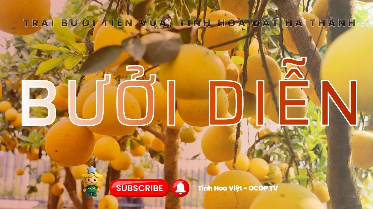 Bưởi Diễn 🌳 Trái bưởi tiến vua, tinh hoa đất Hà Thành #tinhhoaviet #ocop