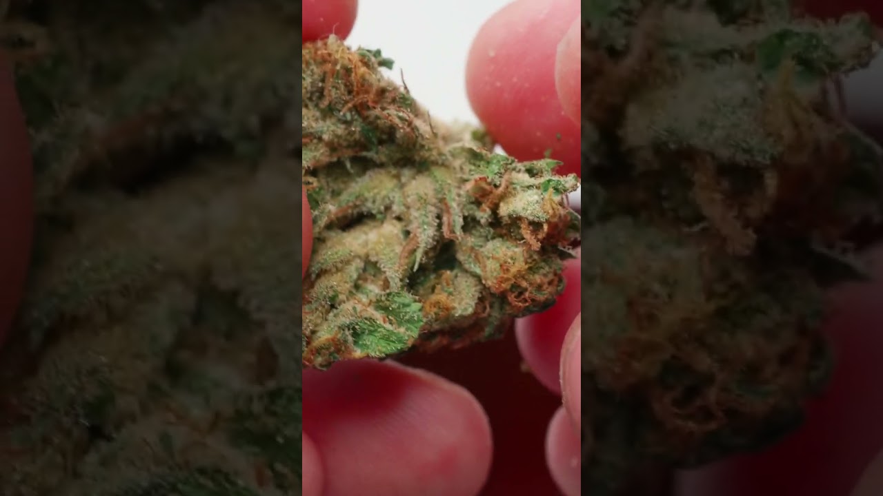 #whitewidow ( #Avaay 18/1) - #medicalcannabis  #strains #shorts 2