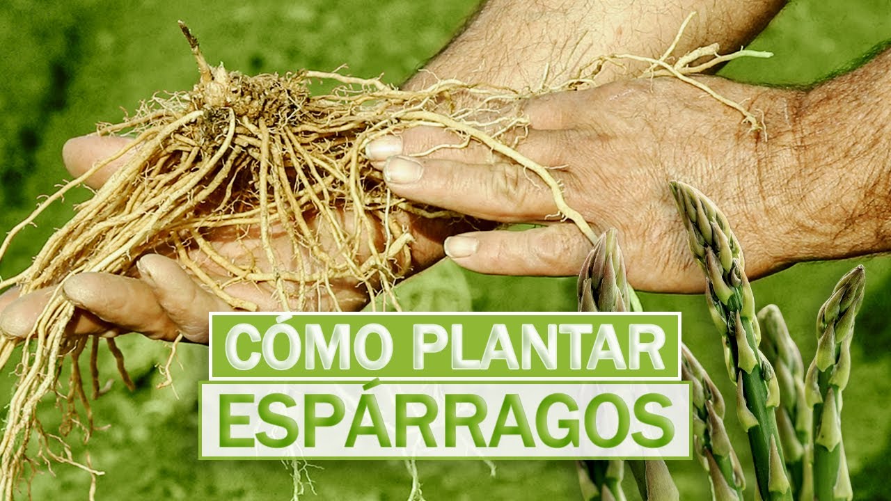 CÓMO PLANTAR ESPÁRRAGOS