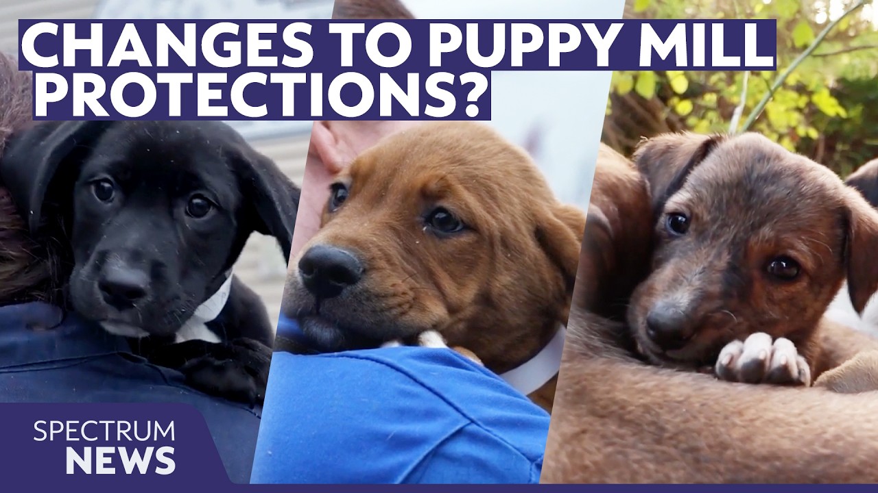 Republican-led Farm Bill provision could weaken puppy mill protections, advocates say