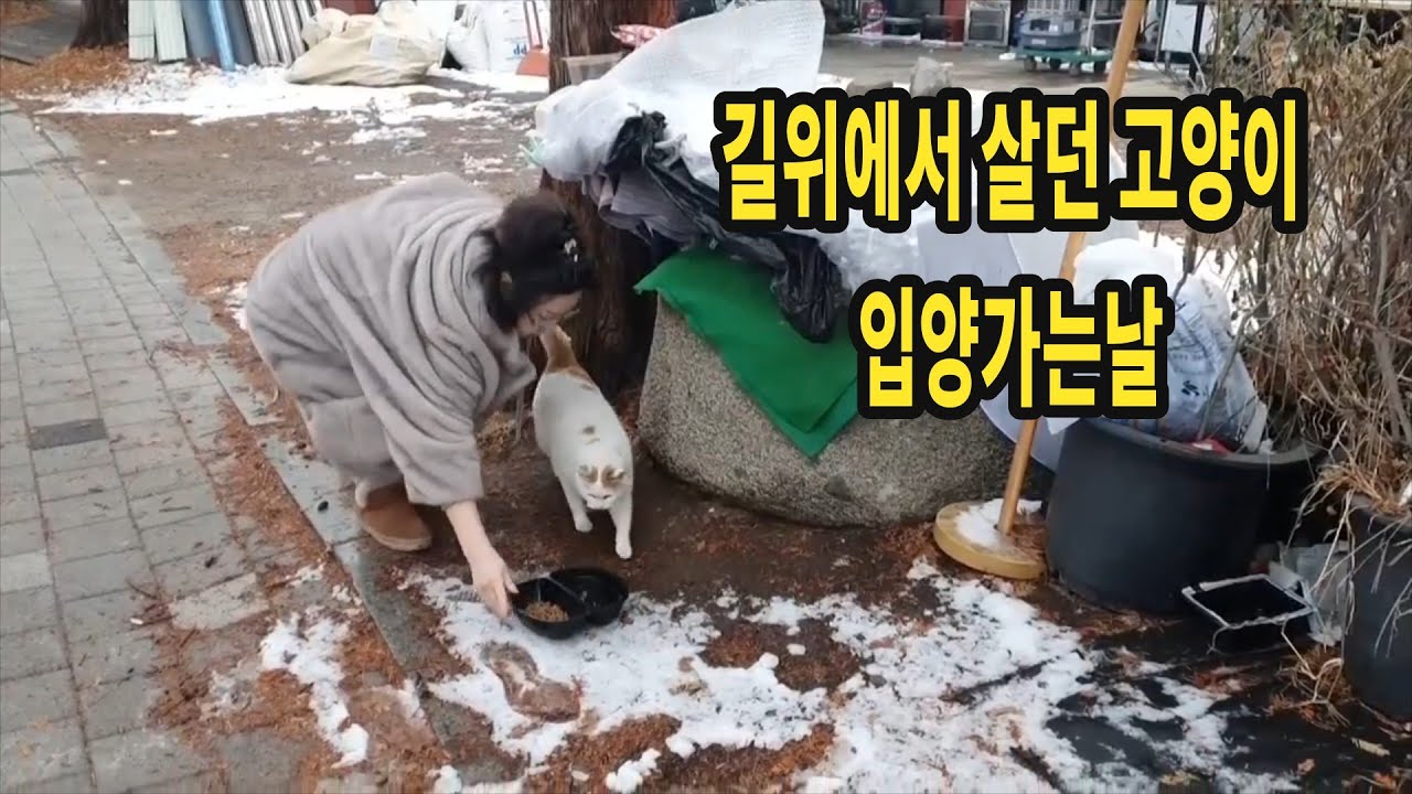 강아지같은 길냥이 입양했더니