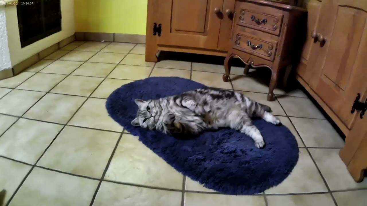 Amy♥️( BKH Silver Tabby Classic)♥️Geboren 2020♥️Samsung 2025 AT-M60-TR Cam 5 K HD/Full HD/Ultra HD♥️