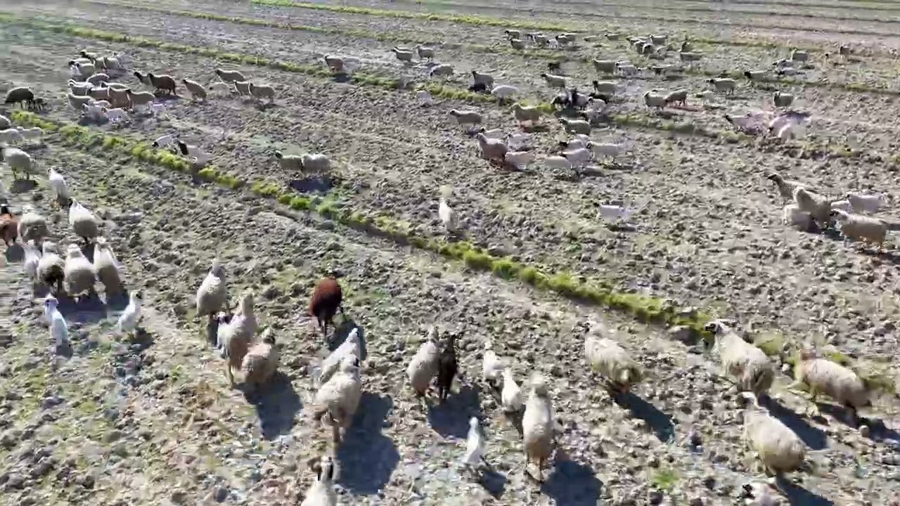 伊拉克赶羊啦So wonderful the sheeps in Iraq Baghdad