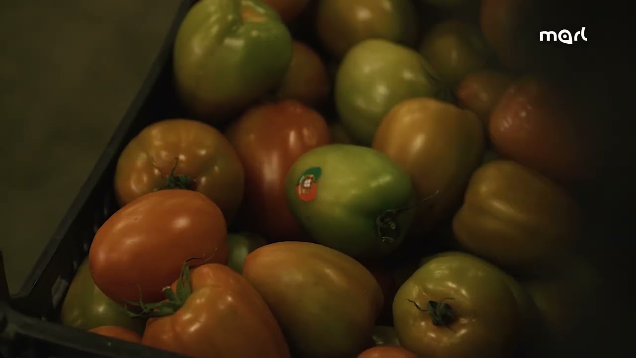 Vídeo Institucional MARL - Mercado Abastecedor da Região de Lisboa