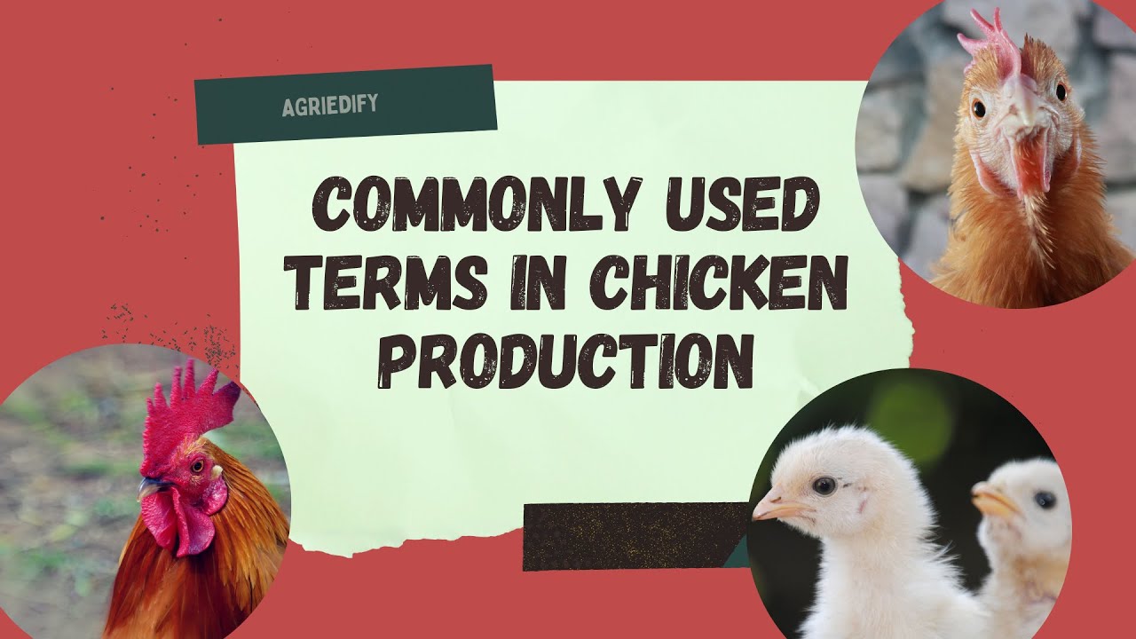 CHICKEN PRODUCTION Commonly used terms | Animal Science