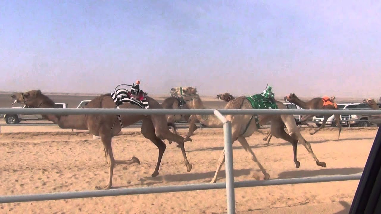 وزن ملك صالح بنيه البلوي تنتزع سيارة الشوط الرابع لسن اللقايا البكار في ختامي ميدان القصيم