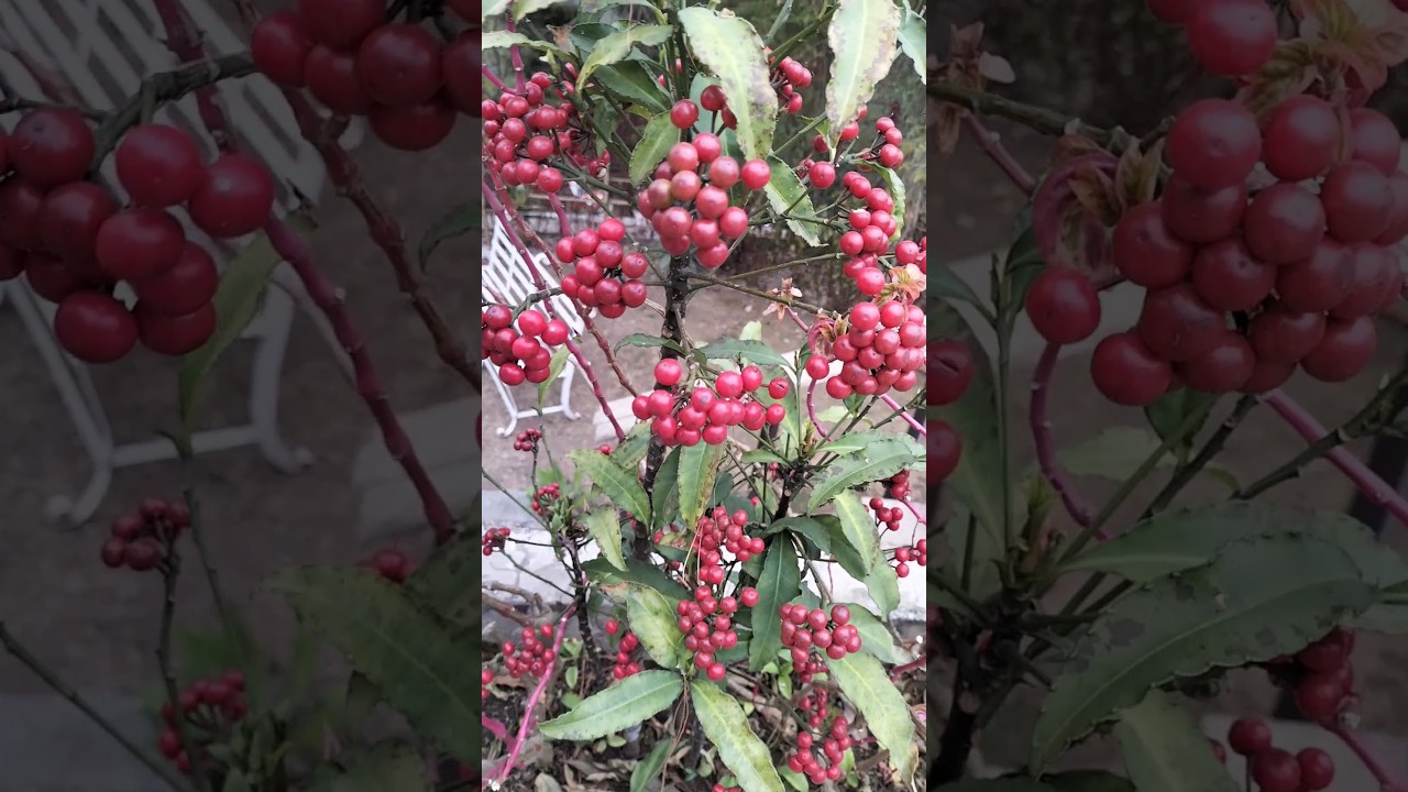 Coralberry Plant #shorts #youtubeshorts #shortsvideo