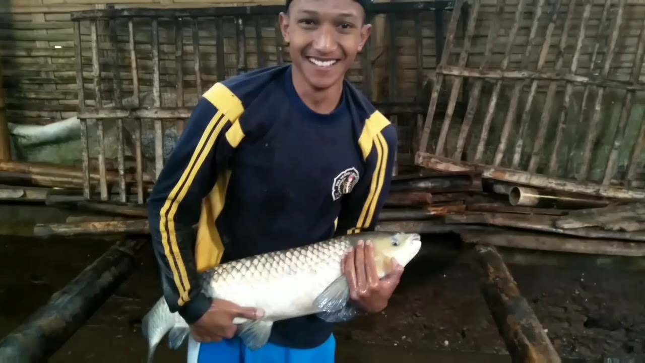 PANEN IKAN BANYAK TAHAP 1 - HASIL DARI KOLAM DI BAWAH KANDANG BEBEK - IKAN JUMBO/ IKAN MONSTER