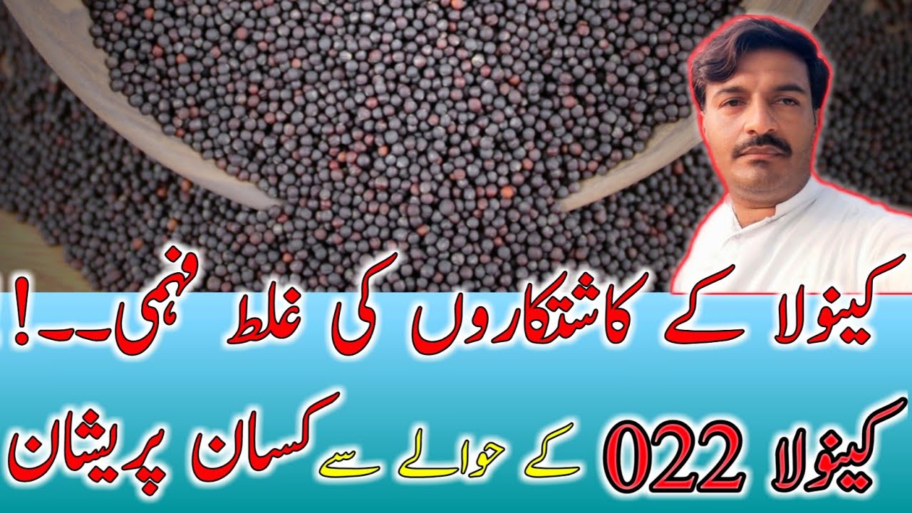 Canola HC-022| Canola seed | HC-022|Canola production| canola crops| canolakikasht| @kisanpoint13
