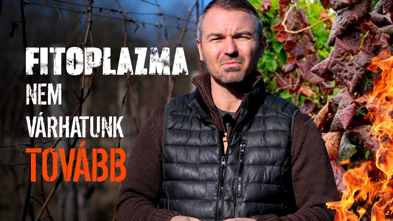 Fitoplazma 2026 Felvidék 