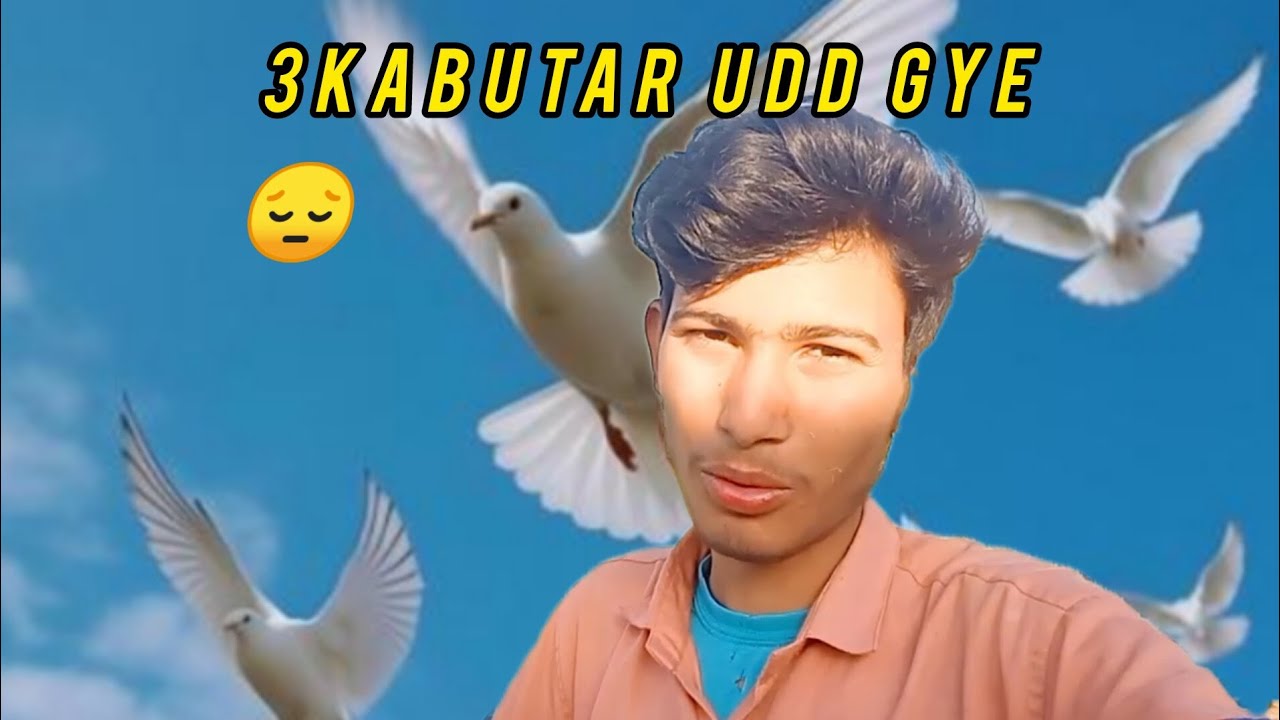 Hamare 3Kabutar Udd Kar Pta nhi kha chale gye😭