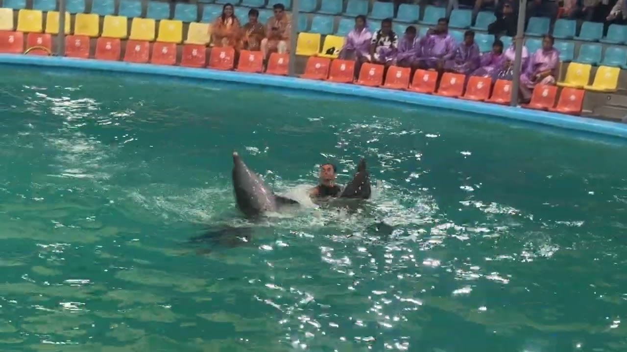 2025 JUNE DOLPHINS SHOW PART 3
