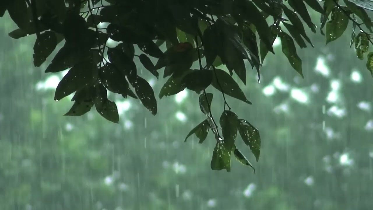 Deep Forest Rain Ambience ⛈️ Escape to a Secluded Cabin for Sleep and Inner Peace