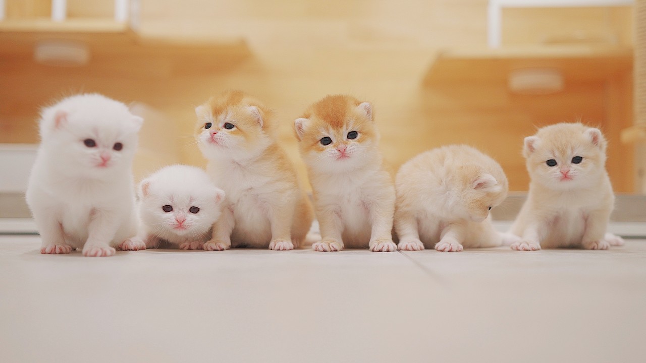 Cute Kittens Fail to Learn Walking