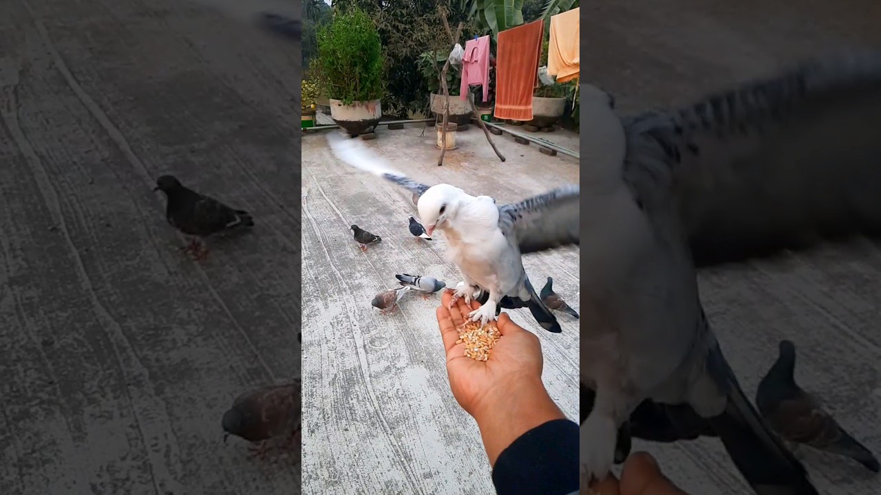 Hand-Feeding a Friendly Pigeon - Unforgettable Bonding Experience!
