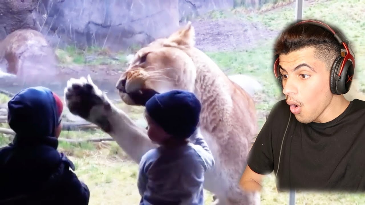 احبس انفاسك وادخل ( اسود تهاجم الاطفال ) !!