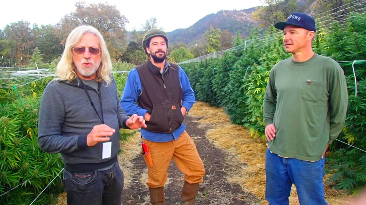 ONE ACRE Cannabis Farm! - Siskiyou Sungrown Farms