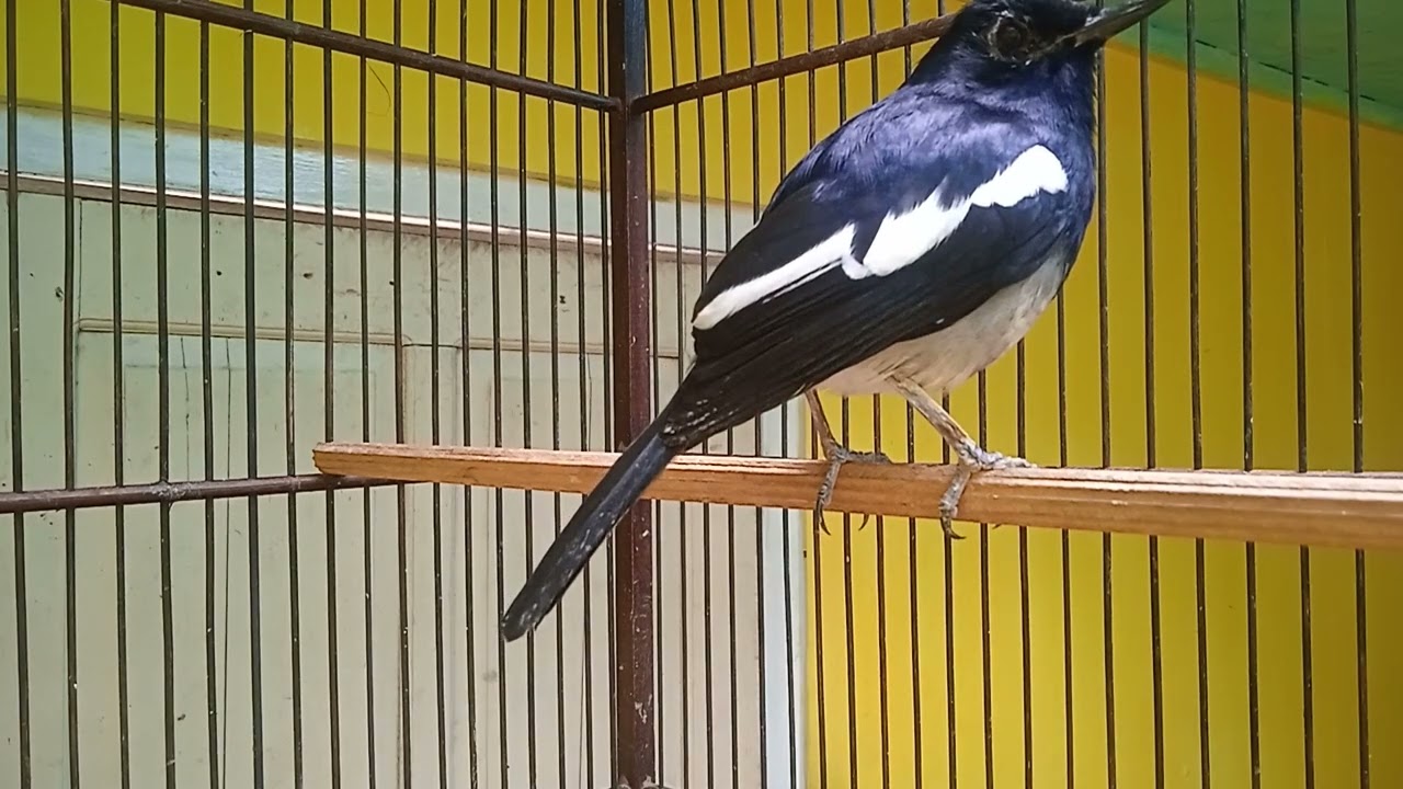 suara kacer dada putih merdu