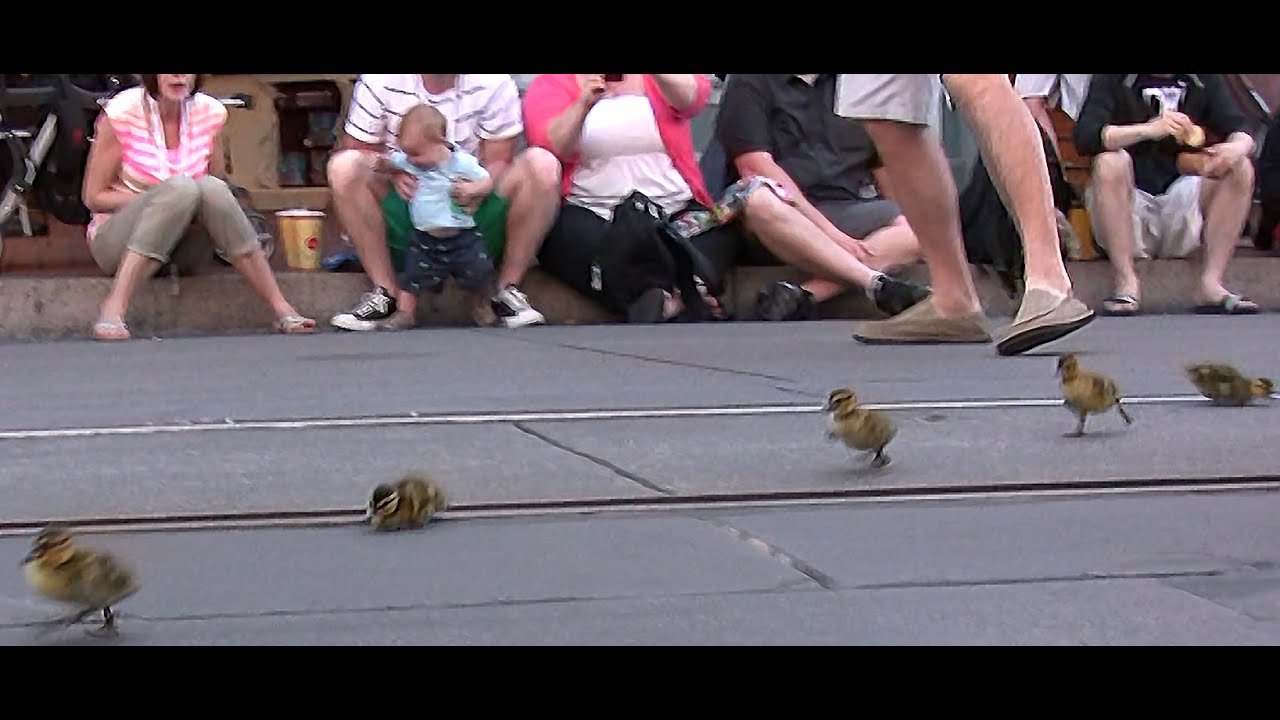 BABY DUCKS PARADE at DISNEYLAND, MAINSTREET USA