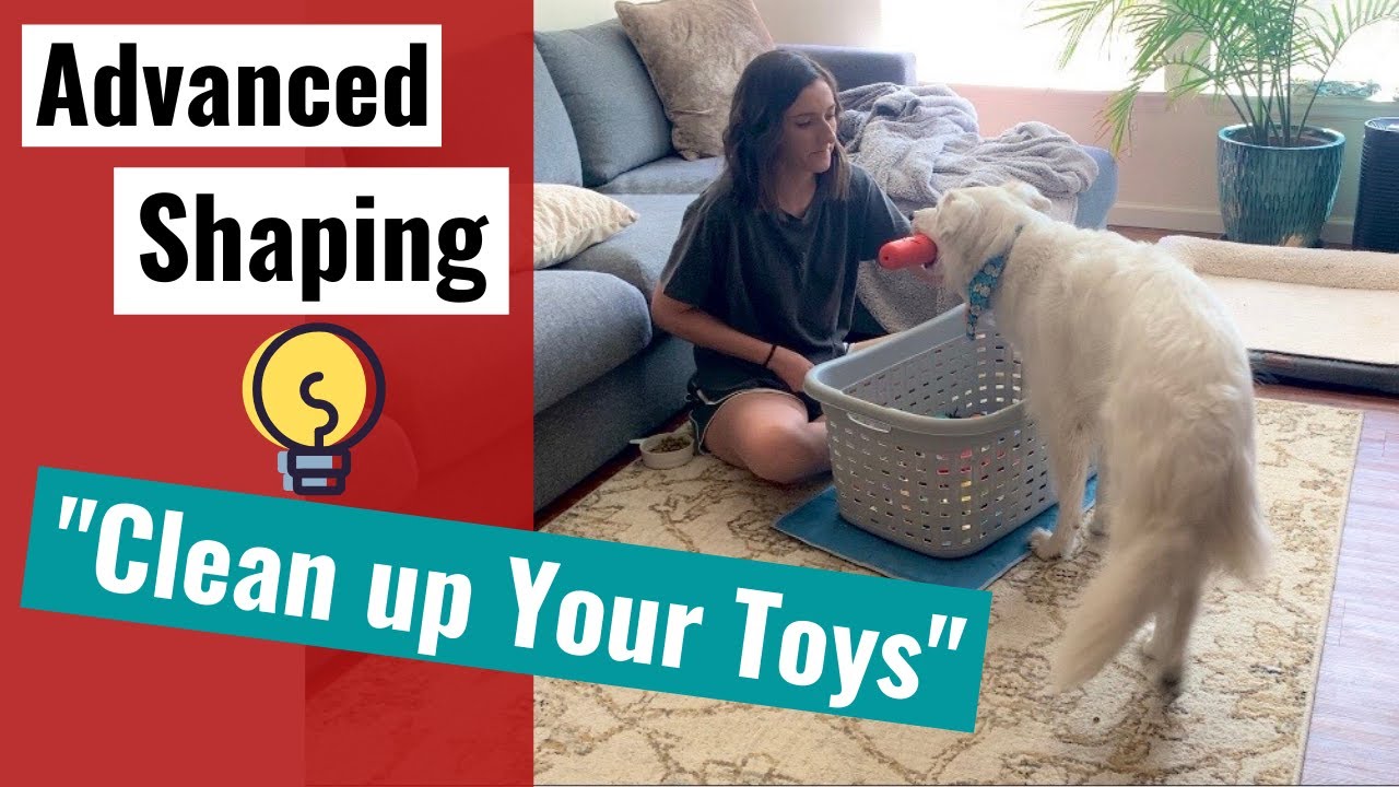 Brain Games - Teach Your Dog to Clean Up Toys