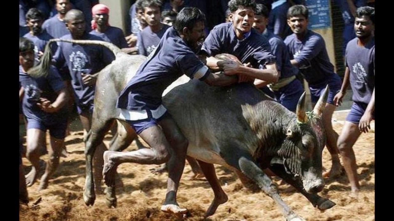 SAVE JALLIKATTU, BAN PETA !!!
