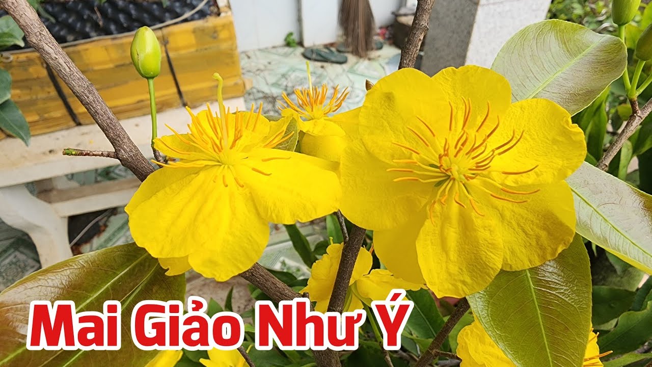 22.01 - Mai Dảo Như Ý Bonsai Chơi Tết.