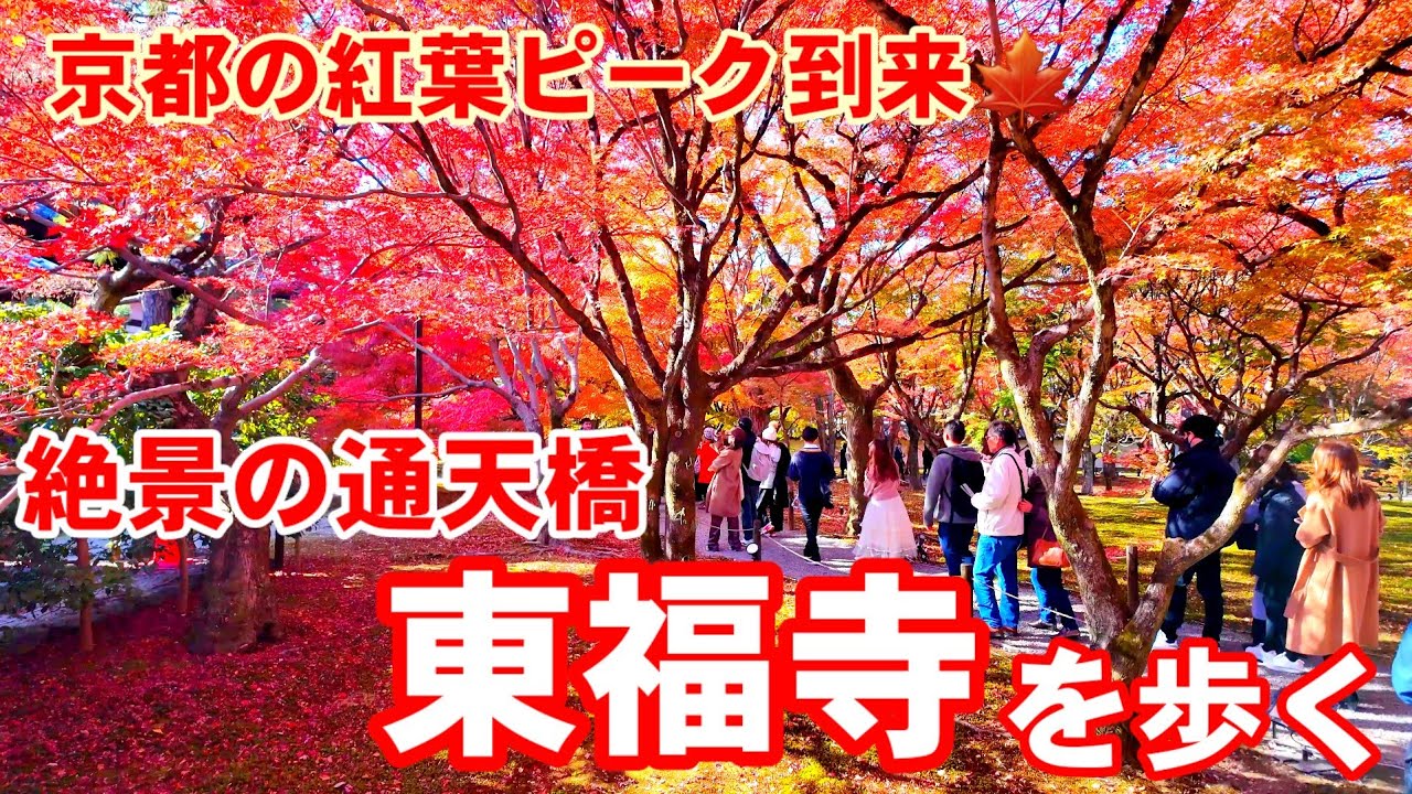 11/26(日)京都の紅葉はハイシーズン！絶景の通天橋 大盛況の東福寺を歩く【4K】Tofukuji Temple in autumn leaves