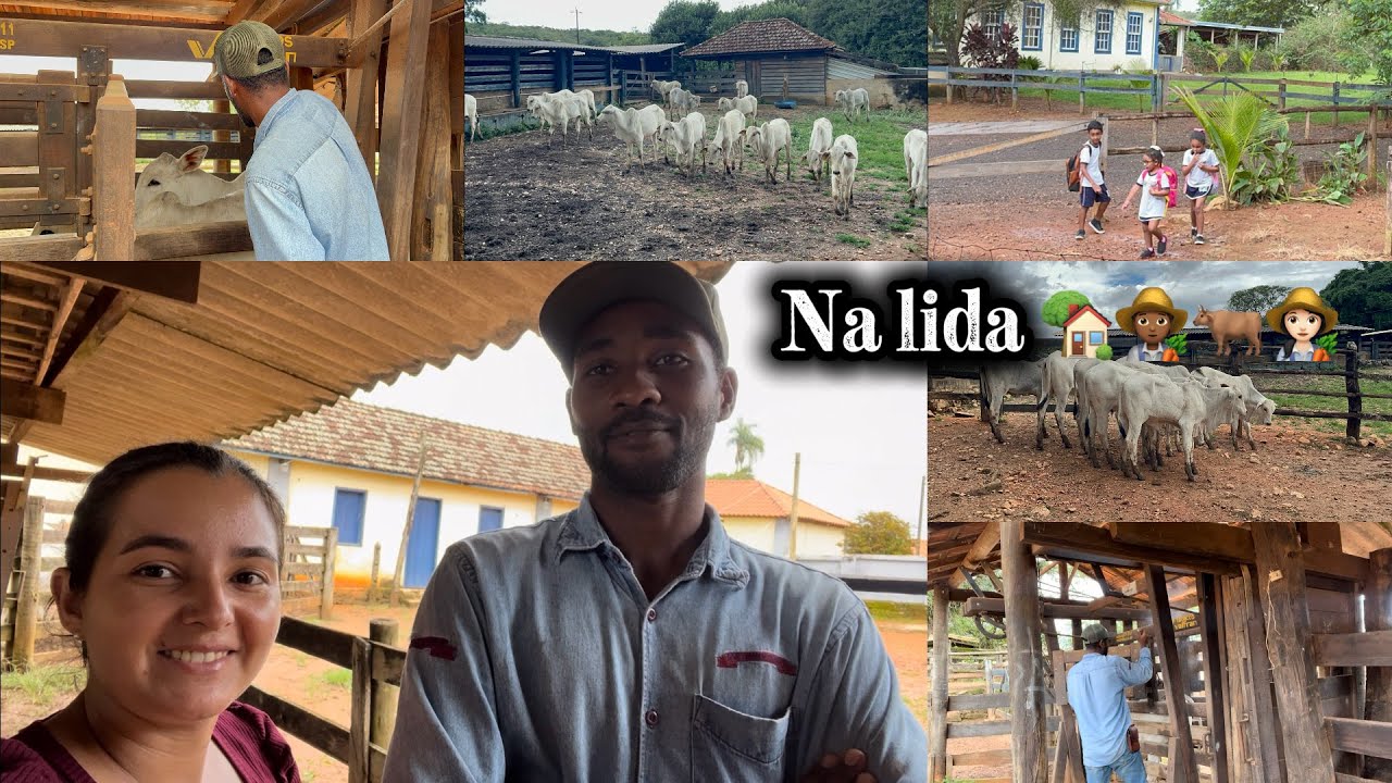 VIDA SIMPLES NA ROÇA / DIA DE MARCA E FAZER REMÉDIO NO GADO NOVO QUE O PATRÃO COMPROU / NA LIDA 🍃
