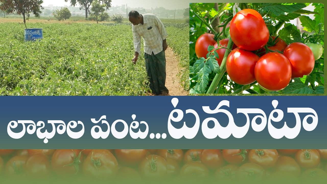 E155 | లాభాల బాటలో టామాటా | Tomato| 94912 78836