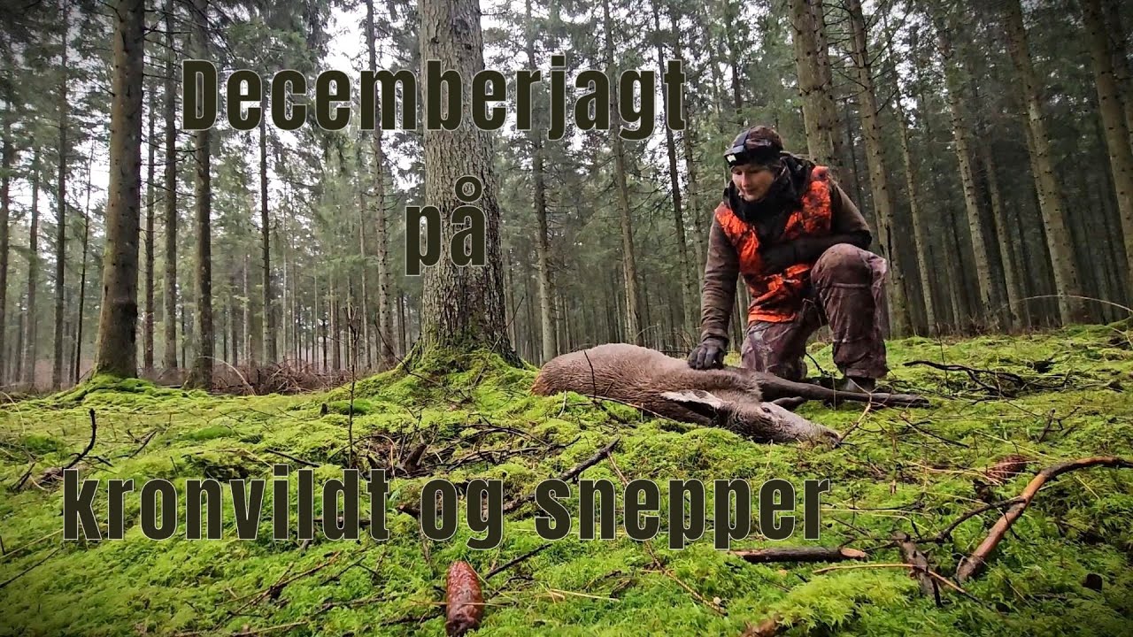 Decemberjagt p&aring; kronvildt og snepper / December hunting for red deer and woodcocks