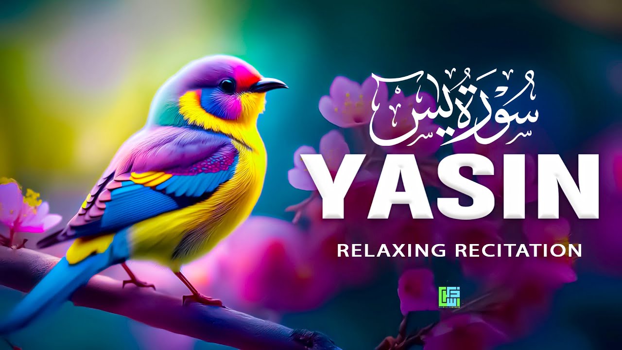 Surah Yaseen (Yasin) سورة يس | Soothing Quran Recitation for Stress Relief & Reflection #surahyasin