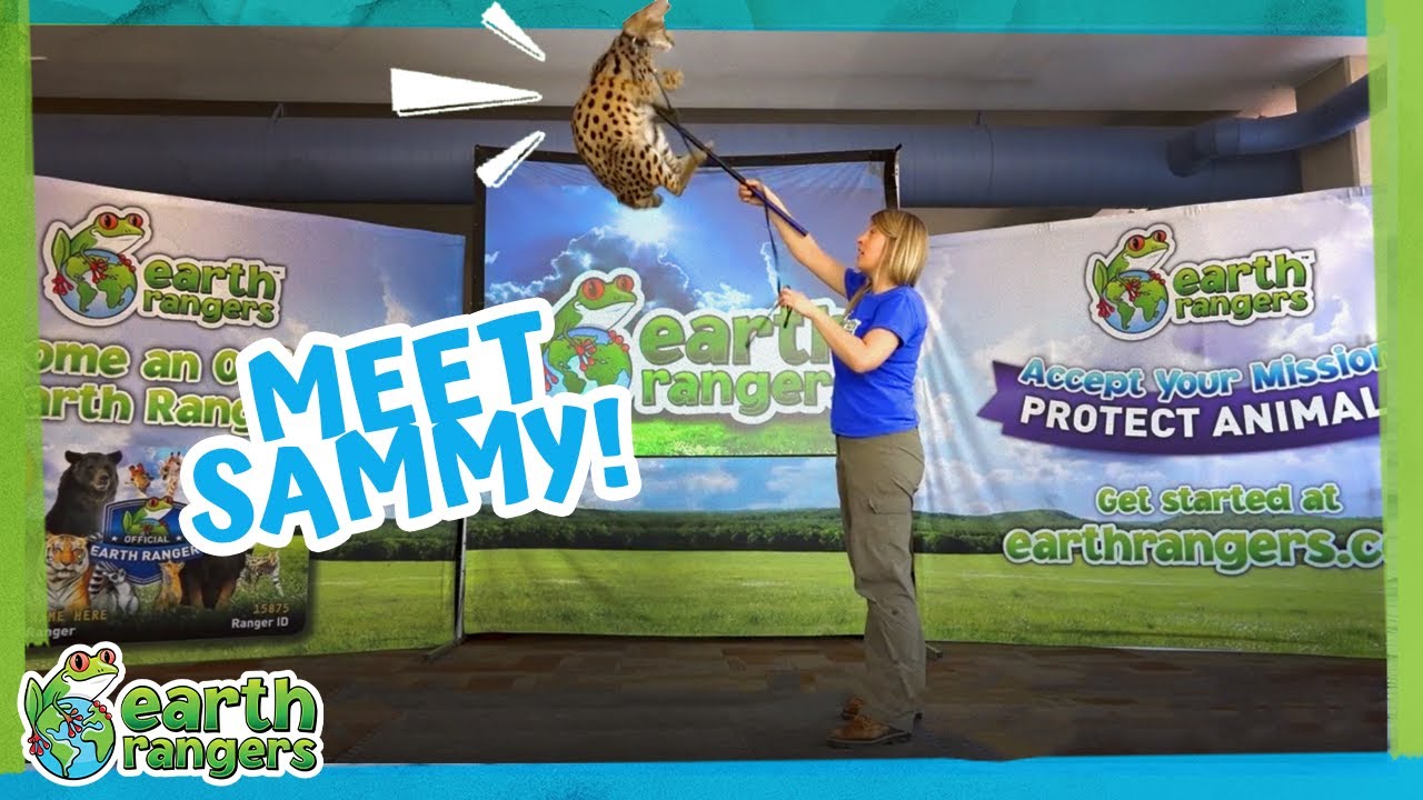 Meet Sammy the Serval | Earth Rangers Animal Ambassadors