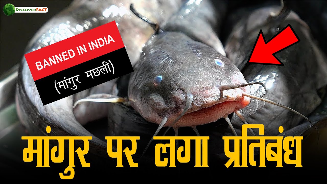 Почему правительство запретило ловлю рыбы Магур?