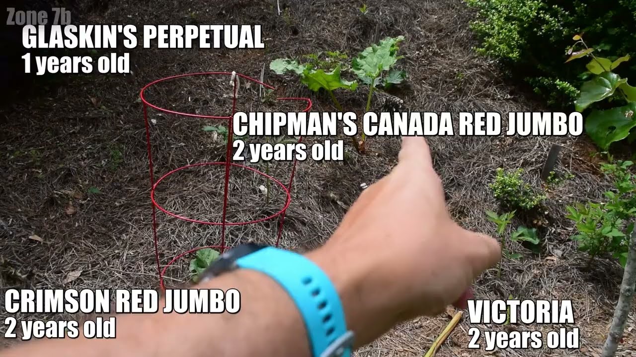 Garden Update  Grow Bags are full + BERRIES