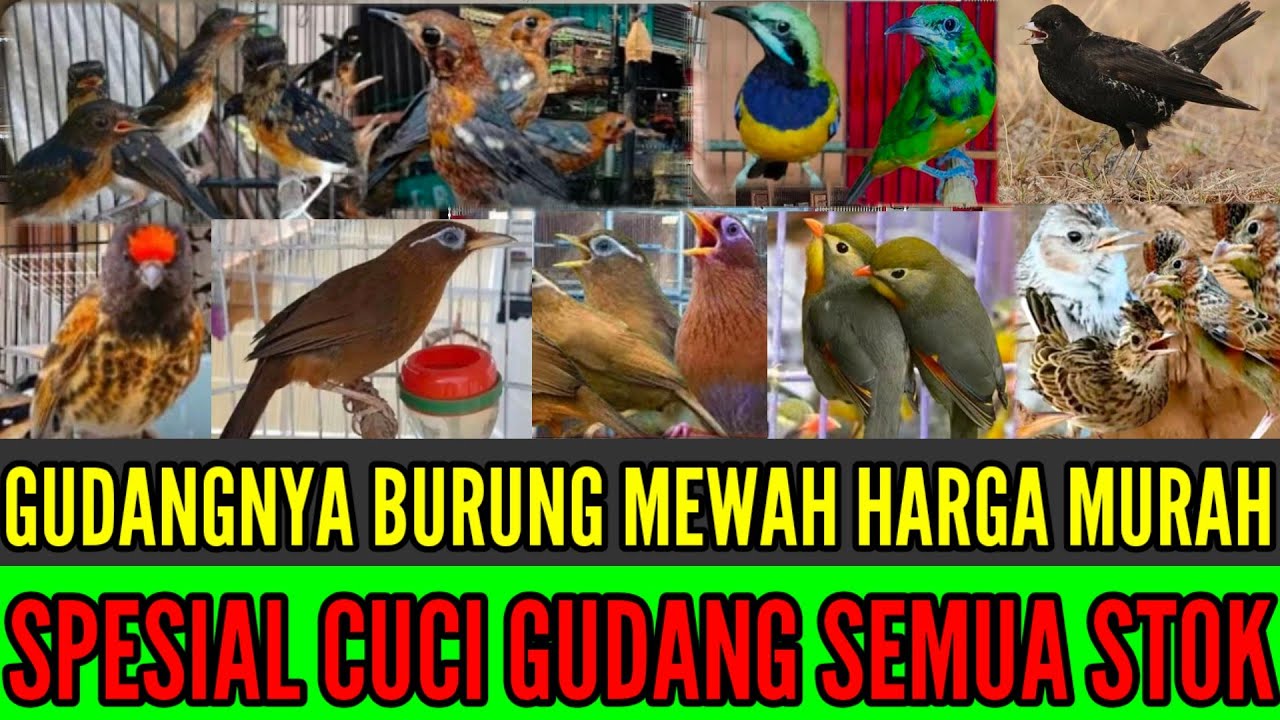 SEMUA BISA PUNYA !! SPESIAL CUCI GUDANG BURUNG LOKAL & IMPORT PROMO SAMPAI HABIS