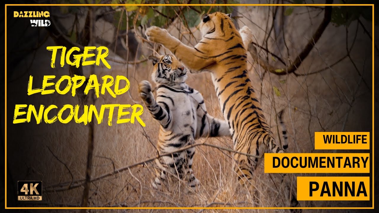 Close encounter of Leopard with 4 Tigers| Tiger documentary from Panna Tiger Reserve #wildlife