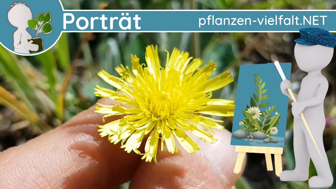 🖼️ Porträt 065 - Kleines Habichtskraut (Hieracium pilosella) - Wildpflanzen-Steckbrief (Essbar)