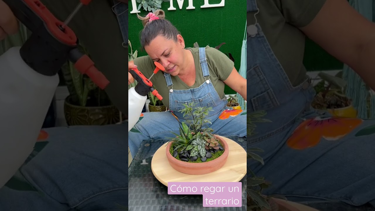 Cuidar terrario #siembracondayami #plantasdeinterior #comocuidardeplantas #terrarios #terrarium