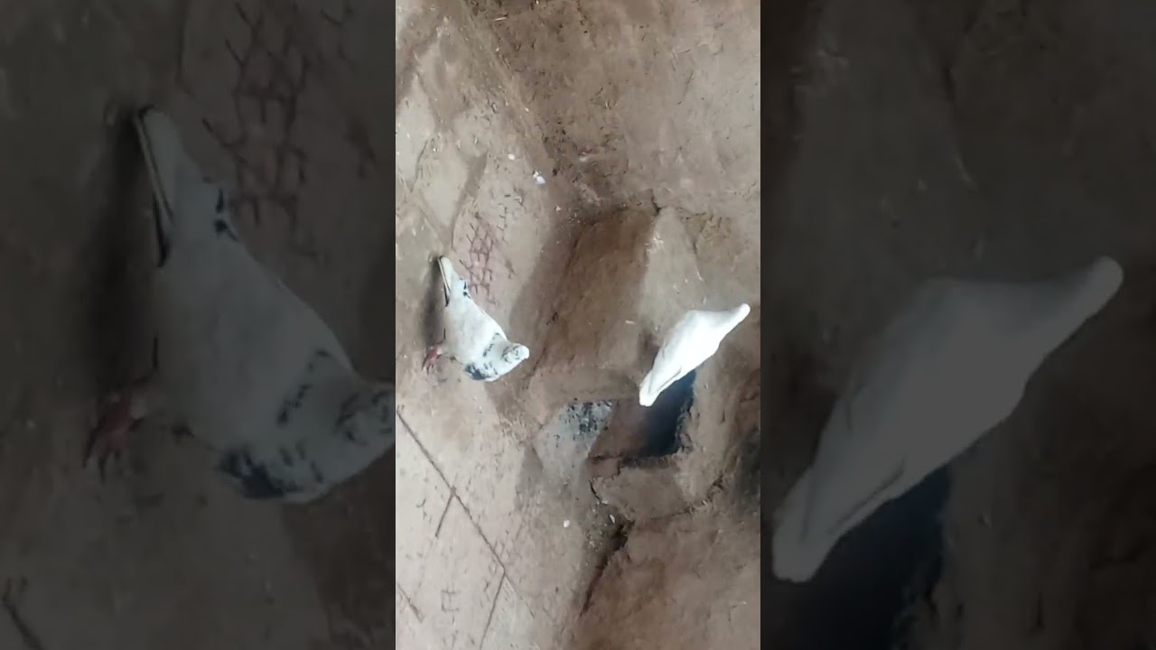 New mini vlog Aaj bhai new baccha bhi udane Laga bhai
