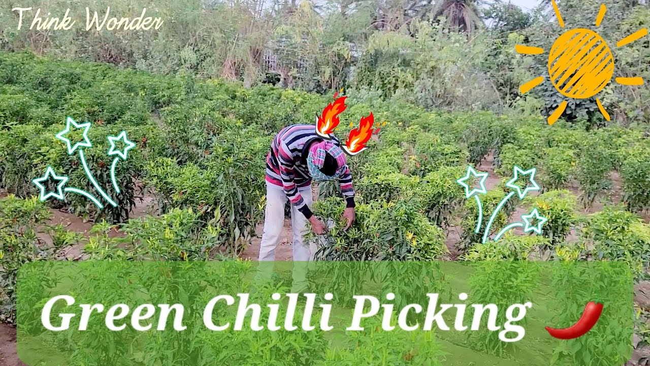 Green Chilli Picking
