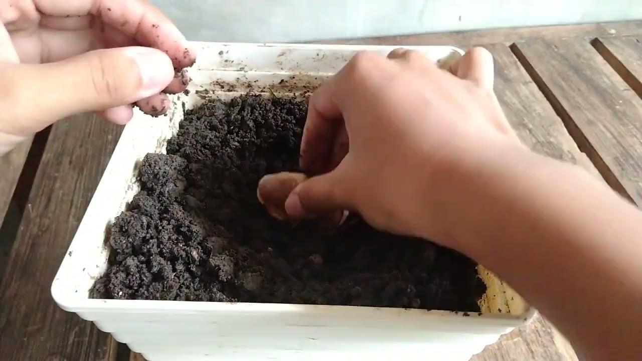 Tree Planting Activity