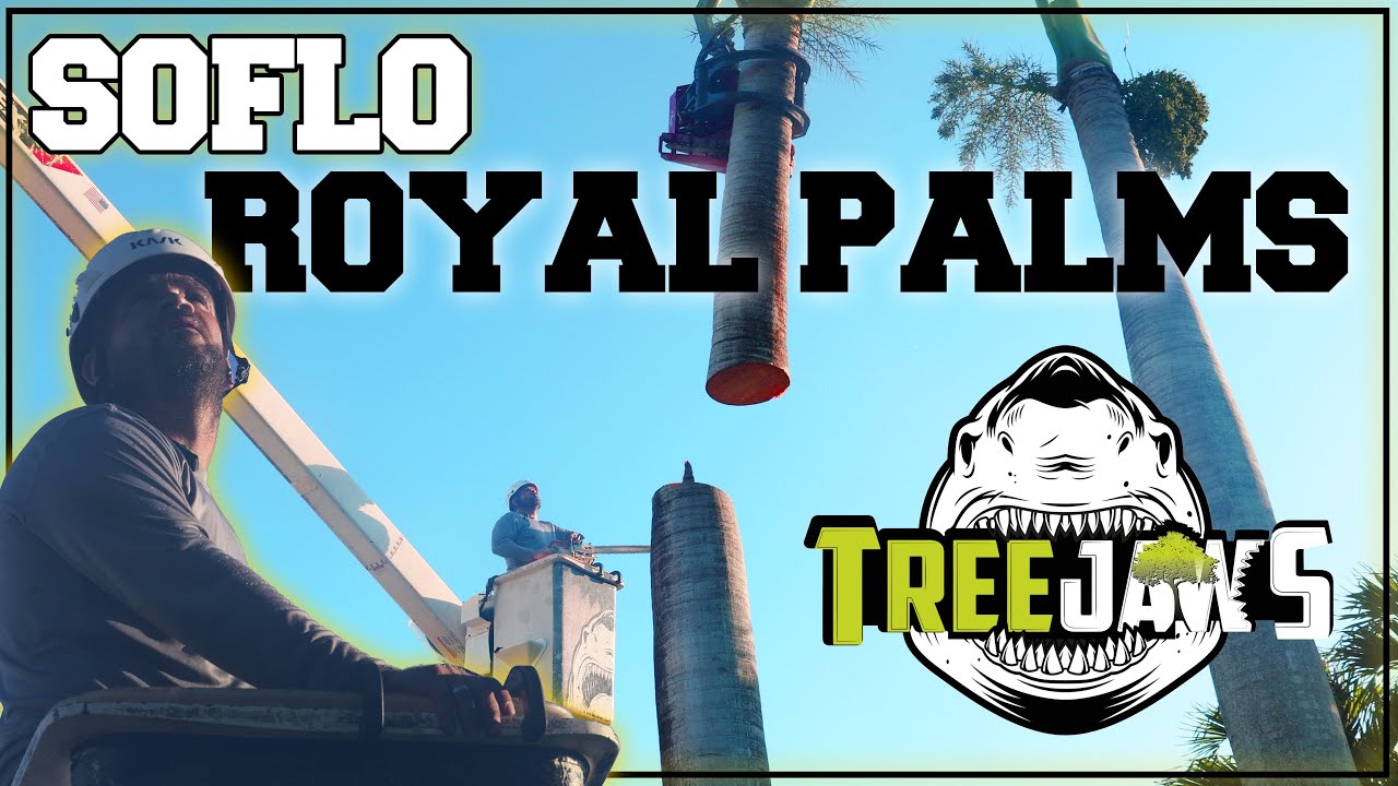 Professional Royal Palms Removal Using  Grapple Saw