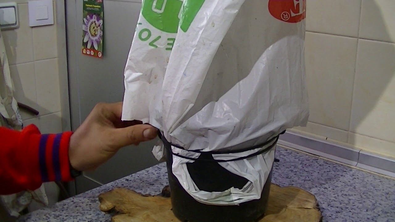 esquejado con bolsa octubre 2019