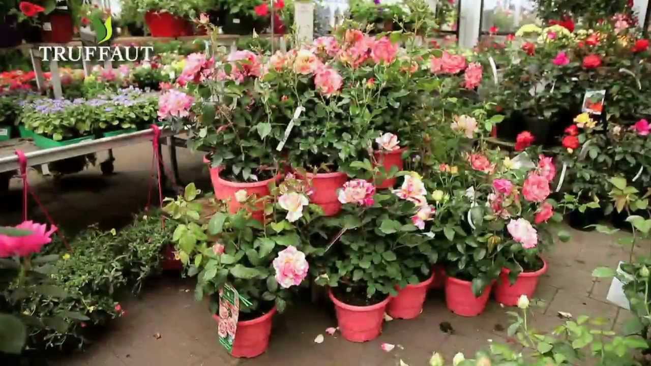 Quelle forme de rosier choisir : adapter un rosier à son espace  - Truffaut