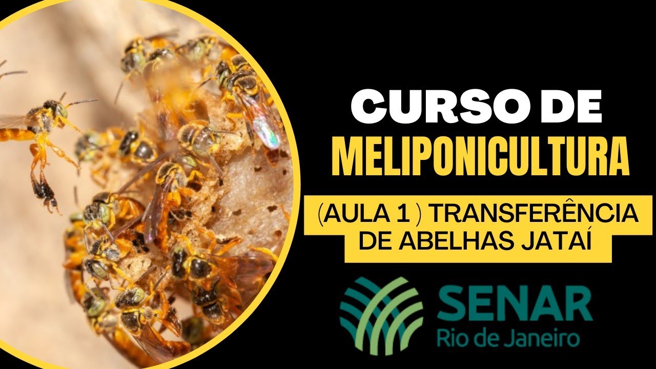 transferência de abelha jatai, CURSO de MELIPONICULTURA do SENAR no Meliponário MAFORT